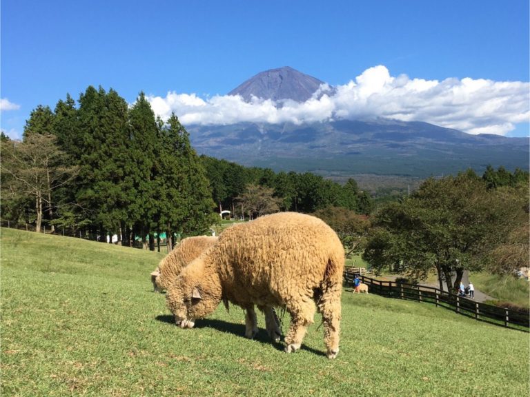 富士山 に いる 動物